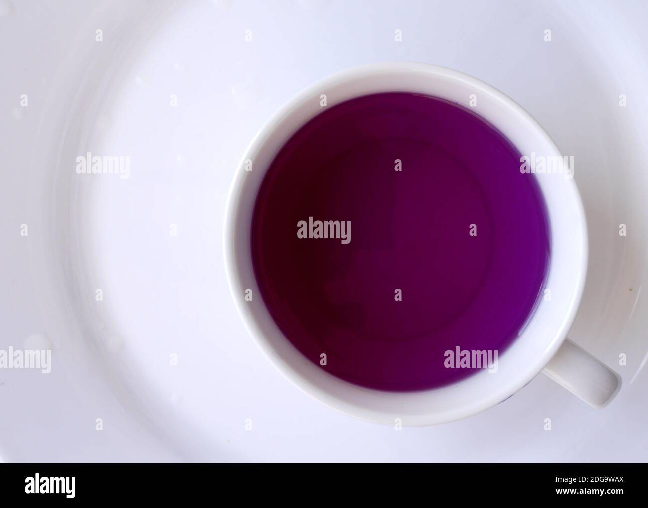 Té de flores de arveja de mariposa orgánico sin cafeína en una taza blanca. El té es originalmente azul pero se vuelve púrpura con la adición de jugo de limón Foto de stock