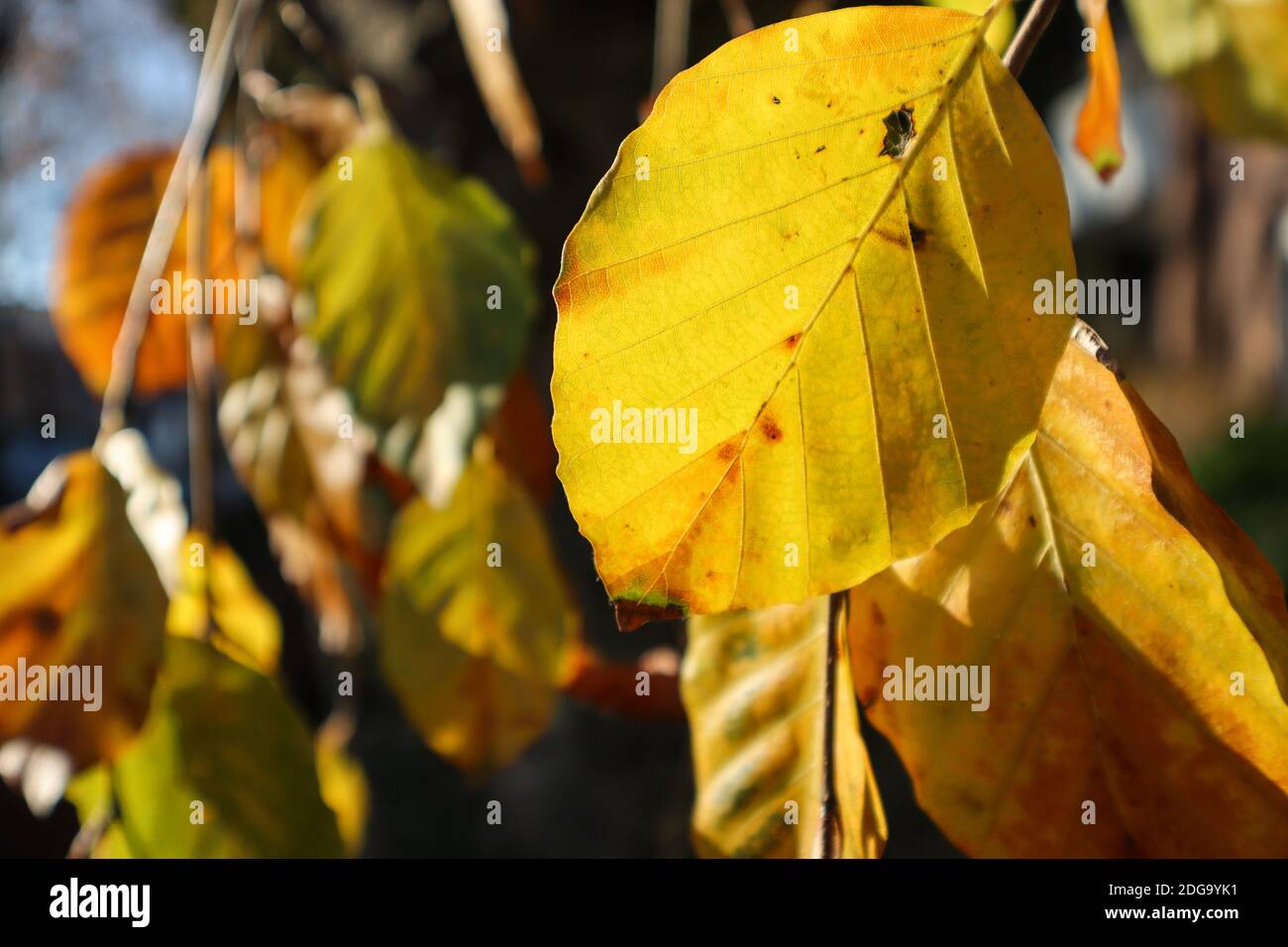 Típico paisaje otoñal, la foto se toma en otoño y muestra hojas en hermosos colores Foto de stock