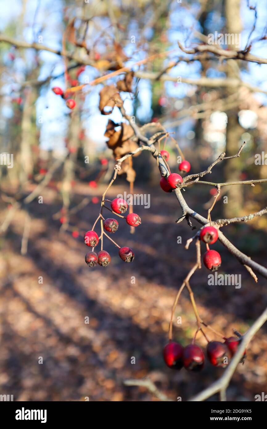 Paisaje típico de otoño, la foto se toma en otoño y muestra hojas, bayas rojas pequeñas y colores hermosos. Hay árboles en el fondo. Foto de stock
