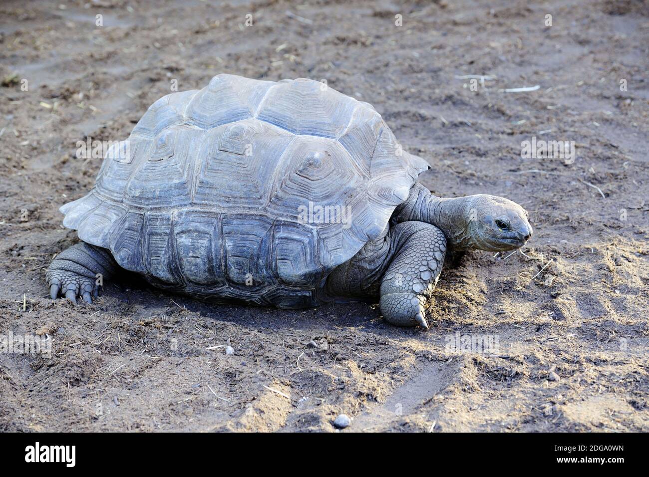 Aldabra oder Seychellen-Riesenschildkröte (Testudo gigantea, Geochelone gigantea) Foto de stock