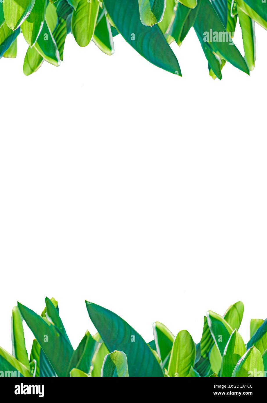 Marco blanco con bordes de hojas Fotografía de stock - Alamy