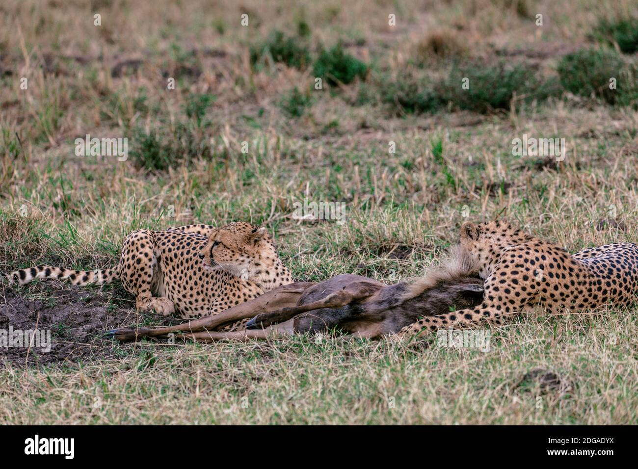 Fauna y flora Animales en el Parque Nacional de la Reserva Maasai Mara en el Condado de Narok, Kenia Foto de stock