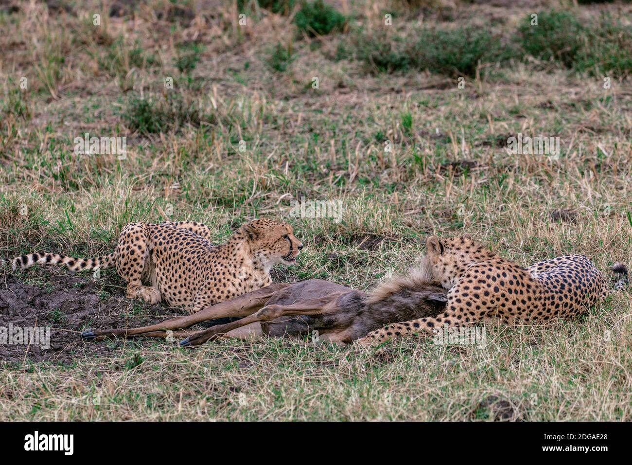 Fauna y flora Animales en el Parque Nacional de la Reserva Maasai Mara en el Condado de Narok, Kenia Foto de stock