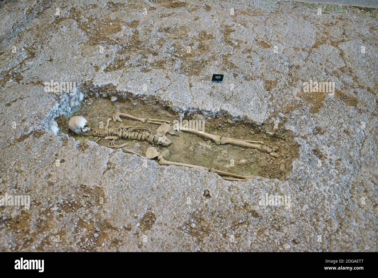 Viejo esqueleto en una tumba poco profunda, Fishbourne Roman Palace. Fishbourne, Chichester en West Sussex. REINO UNIDO. Foto de stock