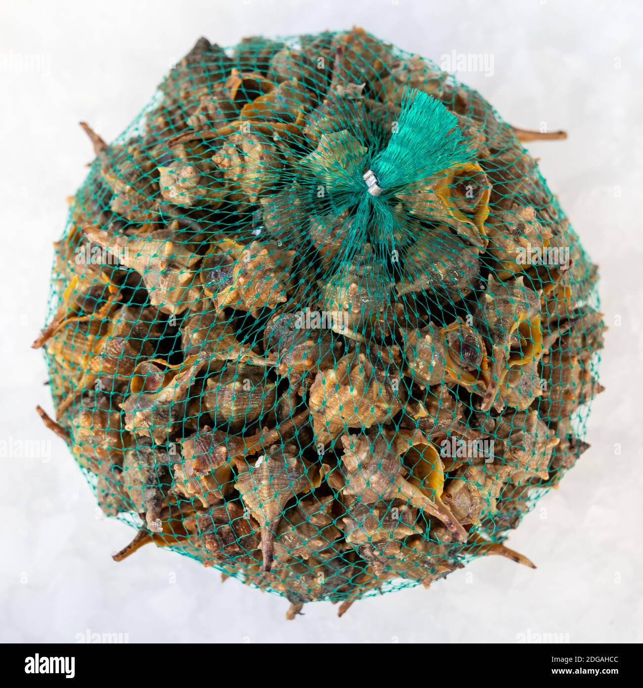 Molusco gasterópodo marino comestible fotografías e imágenes de alta
