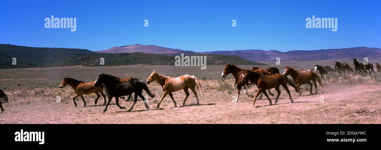 caballos corriendo en un campo