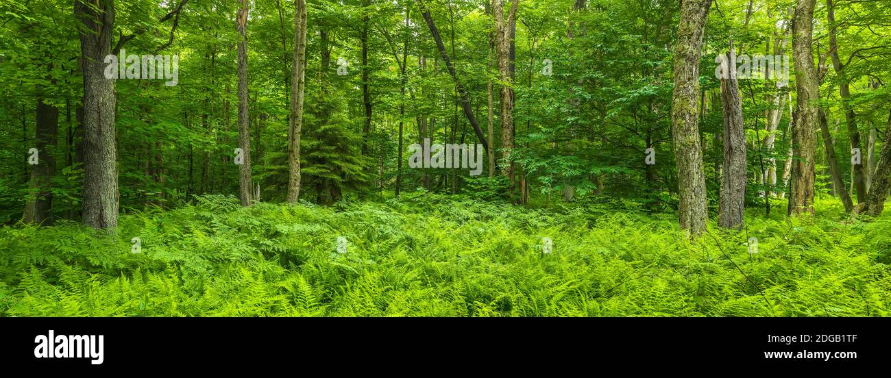 Helechos tapando el suelo de bosques de verano cerca de Old Forge en las Montañas Adirondack, Estado de Nueva York, Estados Unidos Foto de stock