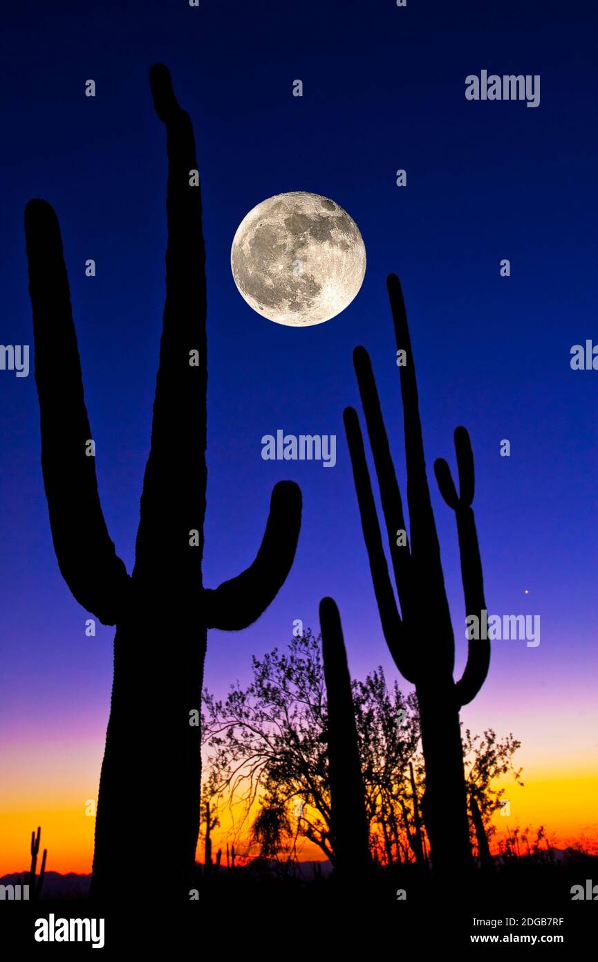 Luna sobre cactus Saguaro (Carneggiea gigantea), Tucson, Condado Pima, Arizona, EE.UU Foto de stock