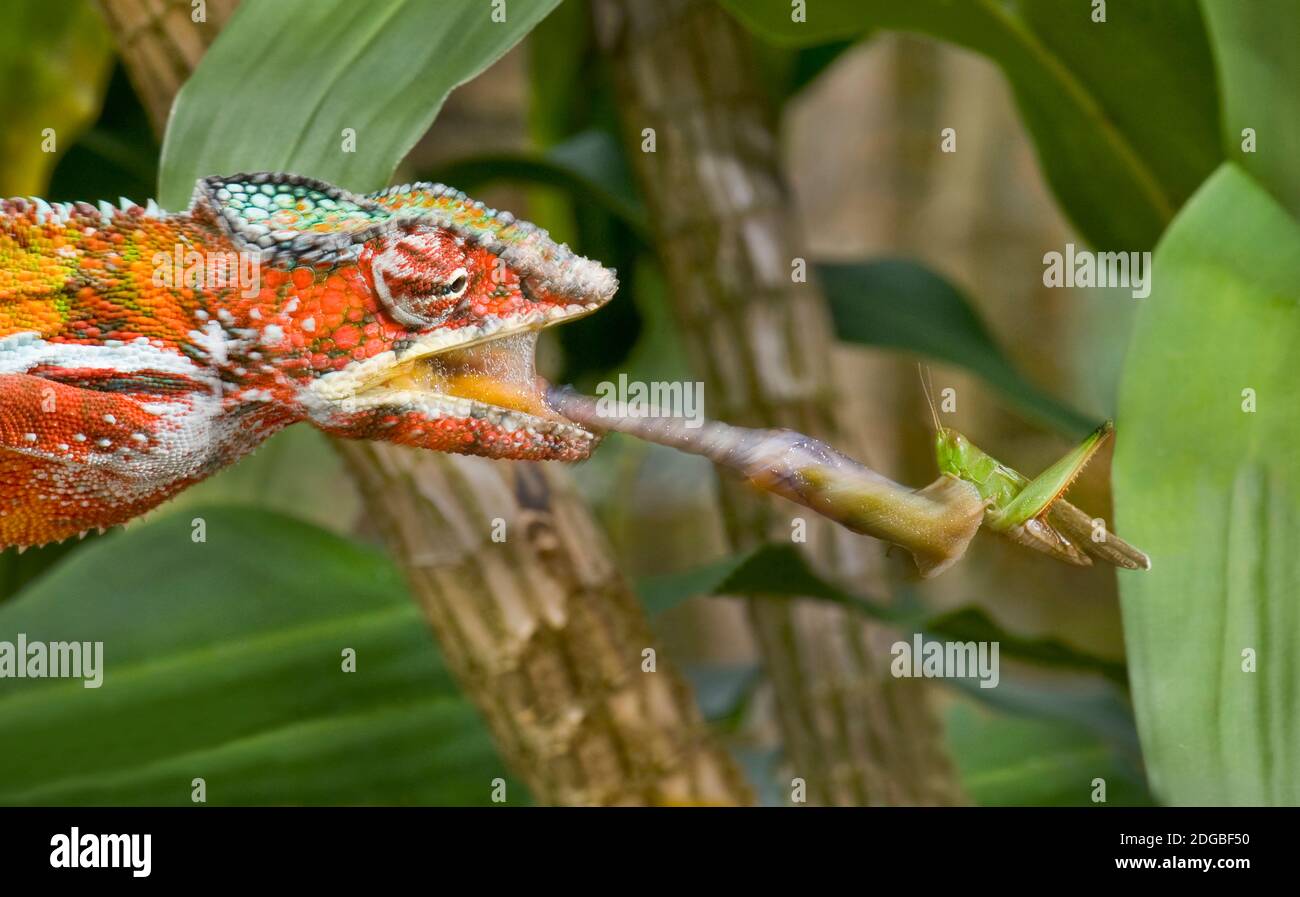El camaleón de Parson (Calumma parsonii) captura saltamontes con lengua, Reserva Ankarafantsika, Madagascar Foto de stock