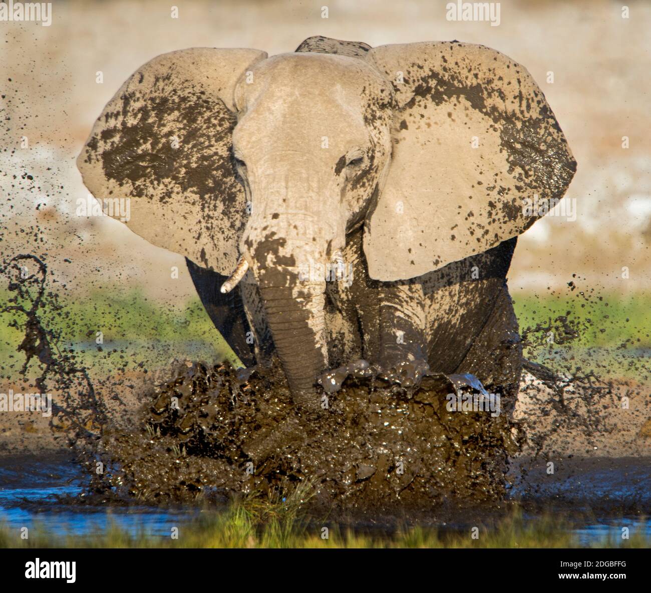 Elefante africano (Loxodonta africana) bañándose en el pozo de agua, Parque Nacional Etosha, Namibia Foto de stock