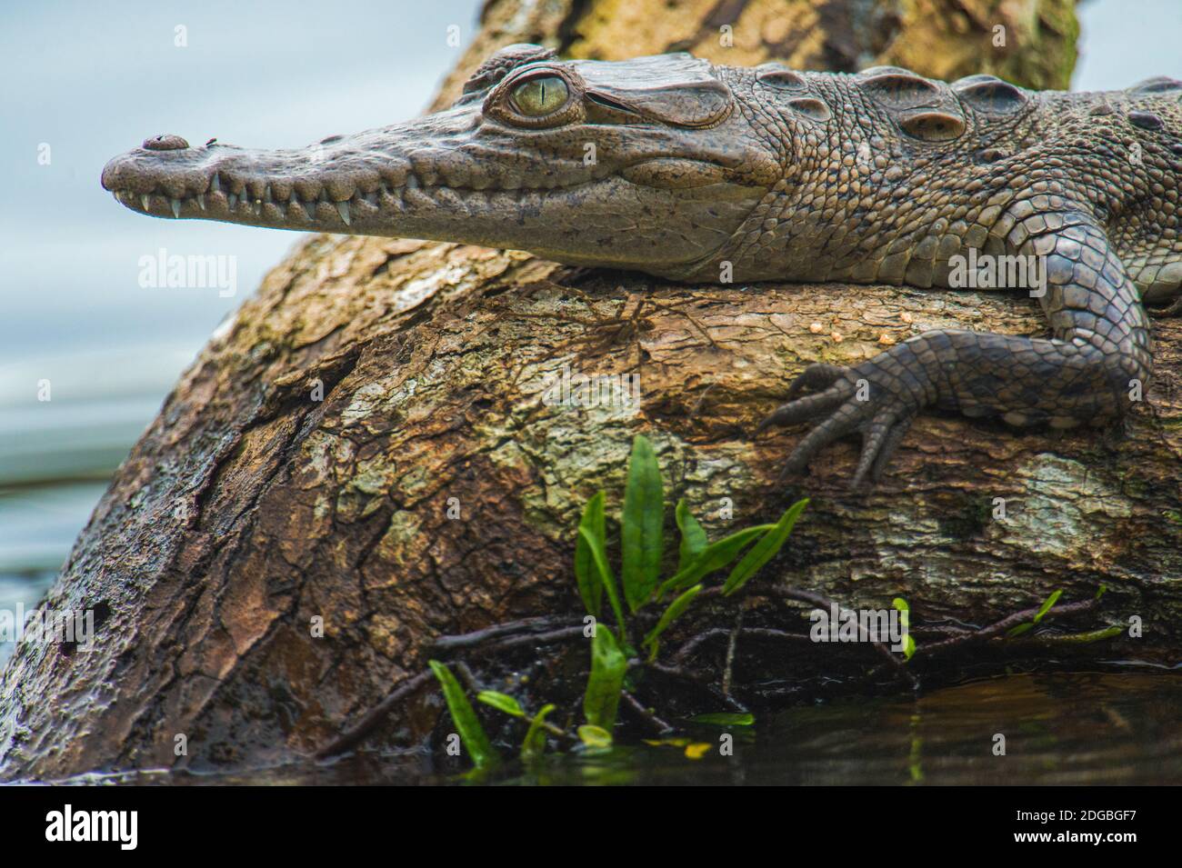 Cocodrilo americano (Crocodylus acutus) en el árbol, Tortuguero, Costa Rica Foto de stock