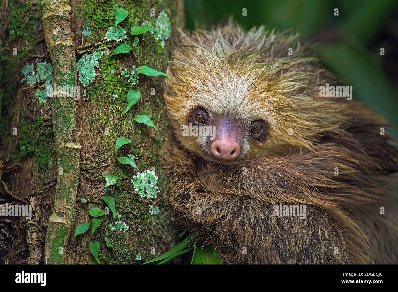 Sloth de dos dedos (Choloepus didactylus), Tortuguero, Costa Rica Foto de stock