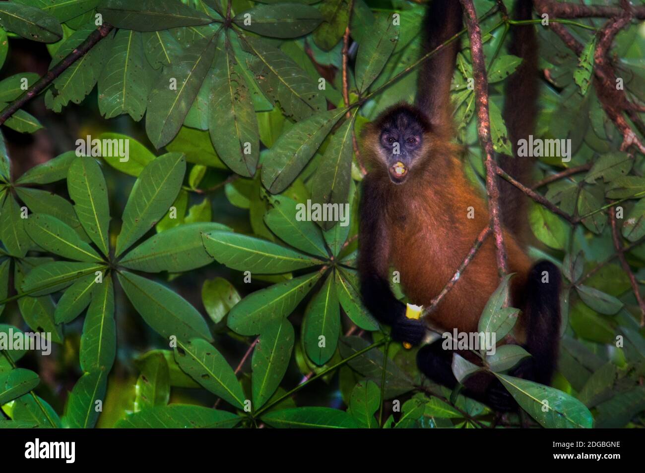 Mono araña (Simia paniscus) en un árbol, Sarapiqui, Costa Rica Foto de stock