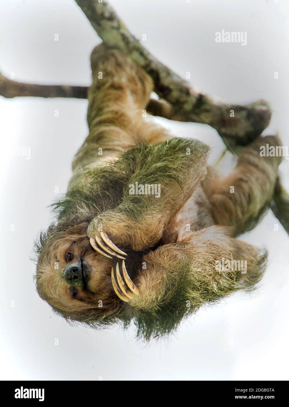 Sloth de tres dedos, Sarapiqui, Costa Rica Foto de stock