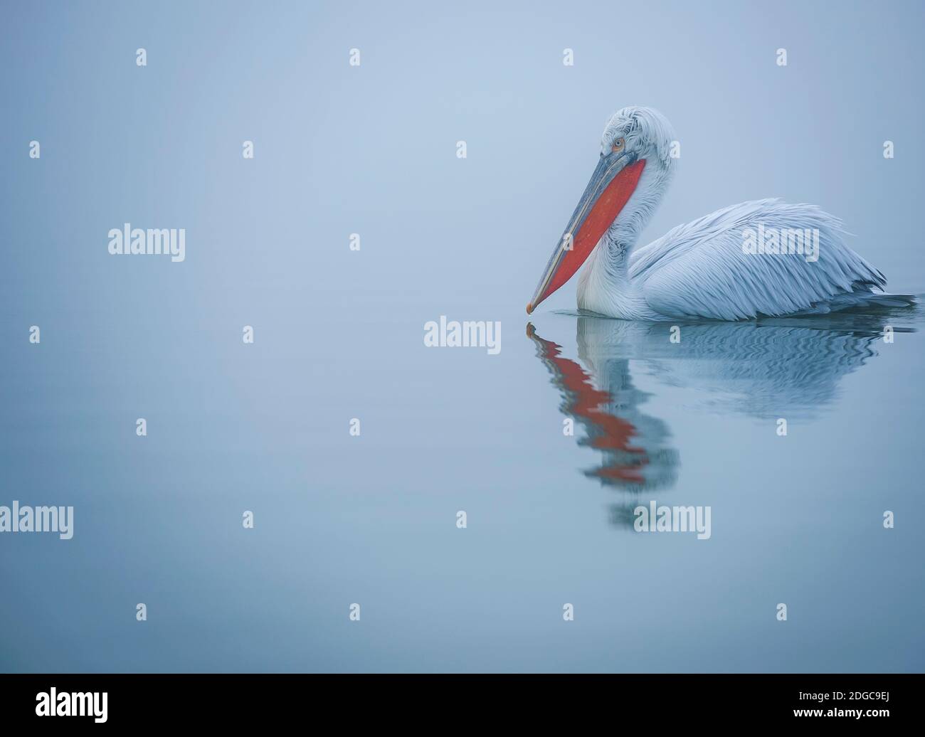 Un primer retrato de un Pelican Dalmacia, Lago Kerkini, Grecia Foto de stock