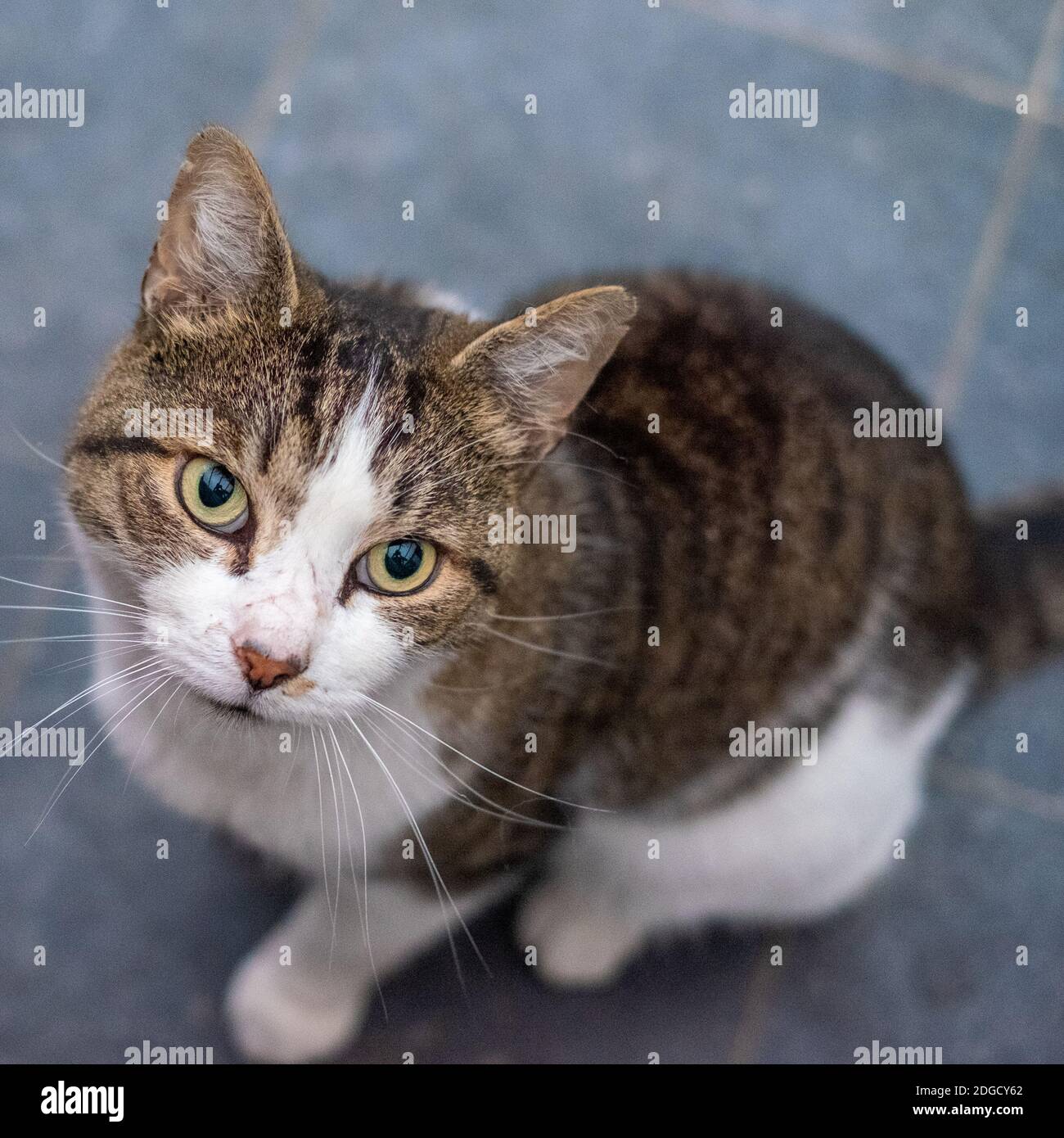 Un curioso gato gris y blanco Foto de stock