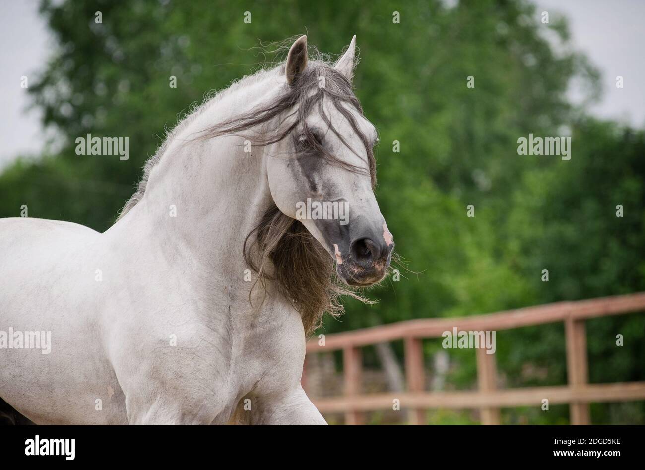 caballo andaluz en movimiento Foto de stock
