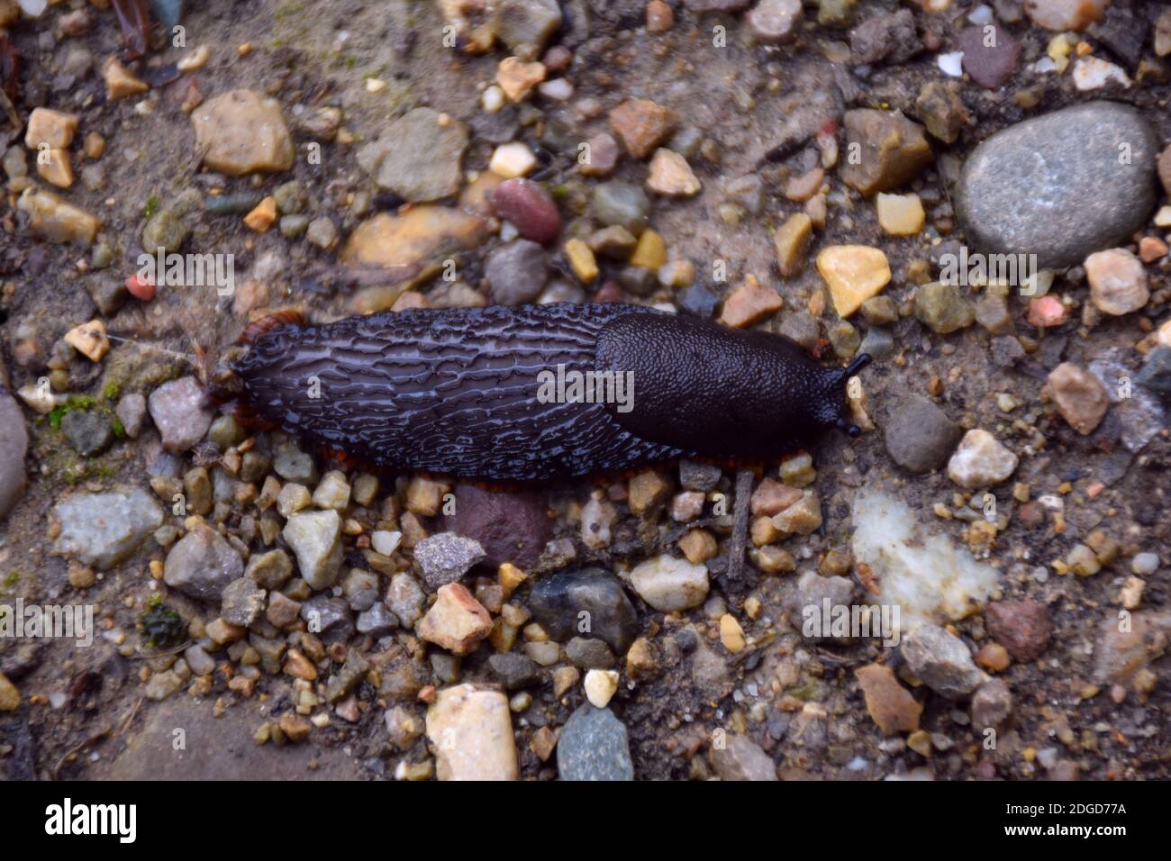 Slug (Arion ater) moviéndose en un camino de piedra. Foto de stock