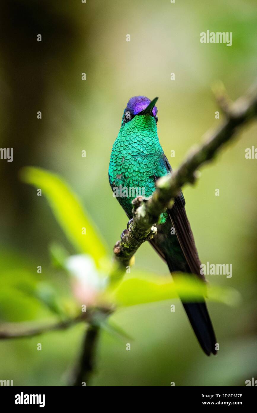 Hermoso colibrí tropical verde y púrpura en rama de árboles en el paisaje de la selva tropical, montañas de Mantiqueira, Río de Janeiro, Brasil Foto de stock