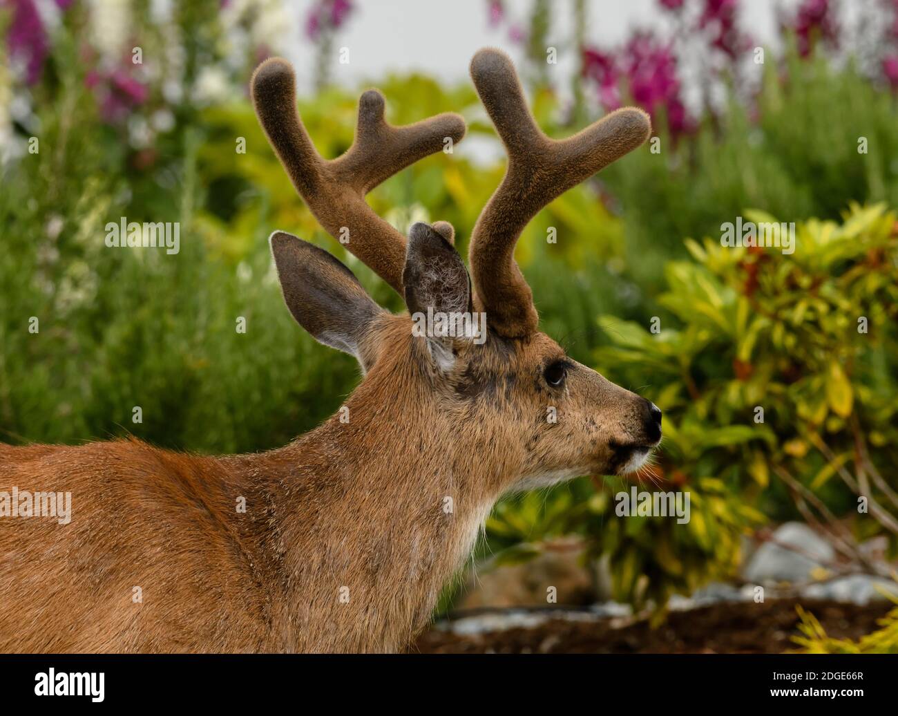 Ciervo macho con cuernos de terciopelo en un jardín Foto de stock