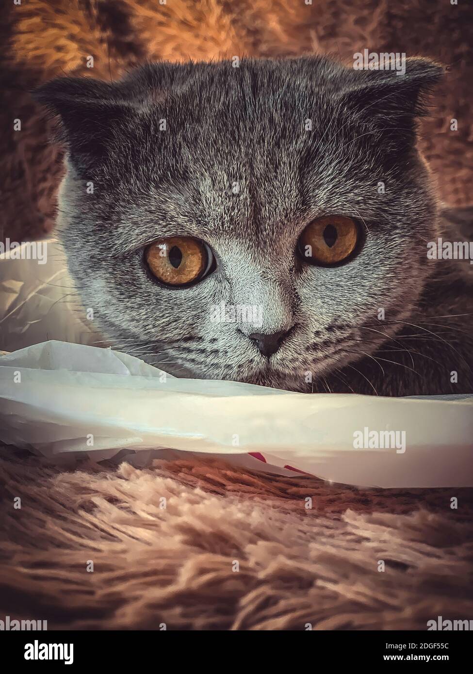 El British Shorthair es un gato de pura raza con pelaje Gris azul Foto de stock
