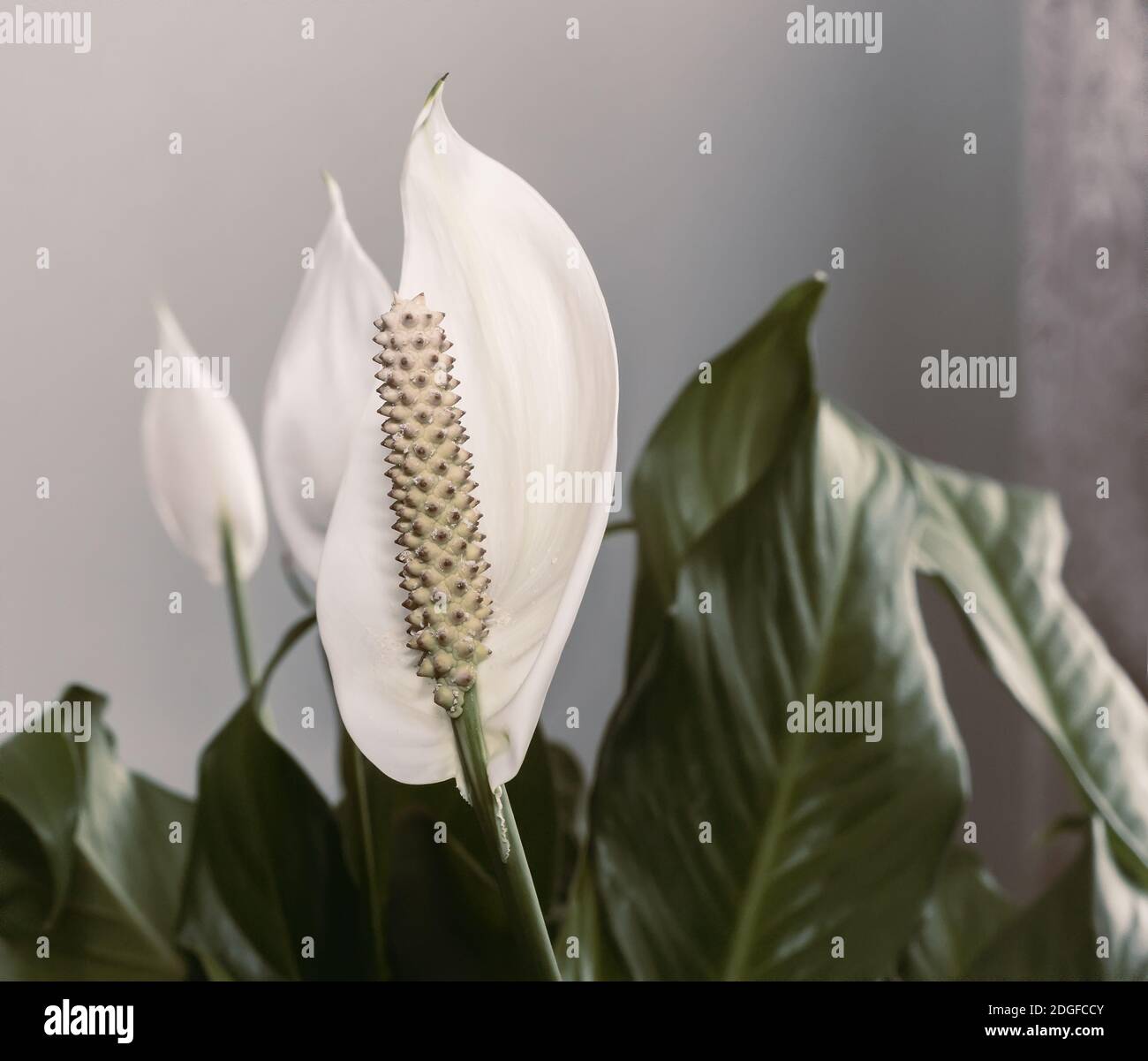 Plantas con hojas verdes y blancas fotografías e imágenes de alta resolución Alamy