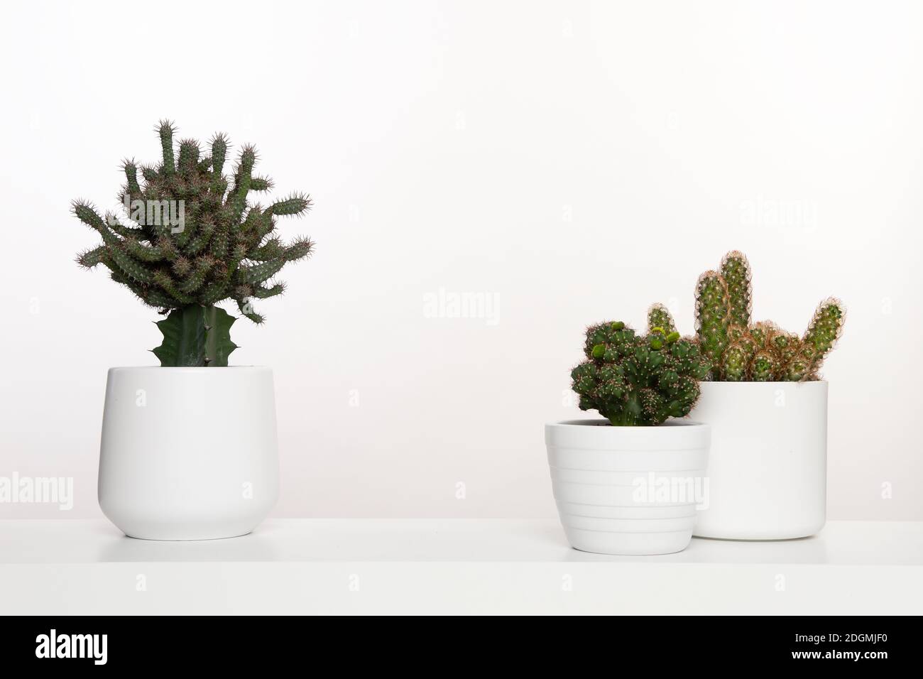 Maceta plantas de cactus en macetas de flores blancas en blanco interior  con espacio para copia Fotografía de stock - Alamy