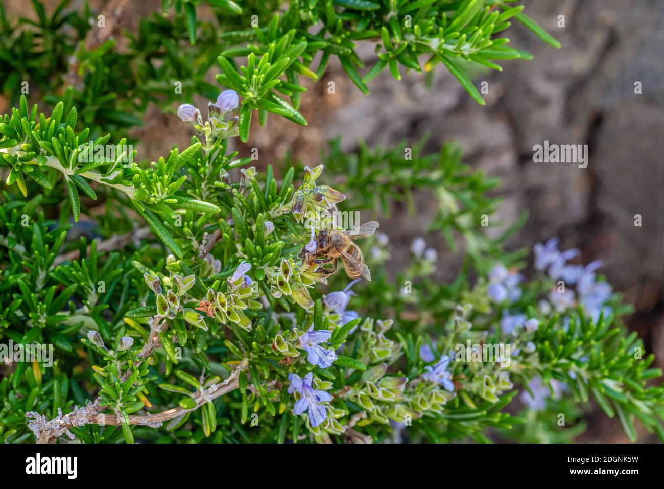 Abeja en una planta de romero Capri con flor closeup, Rosmarinus Officinalis 'Prostratus' Foto de stock