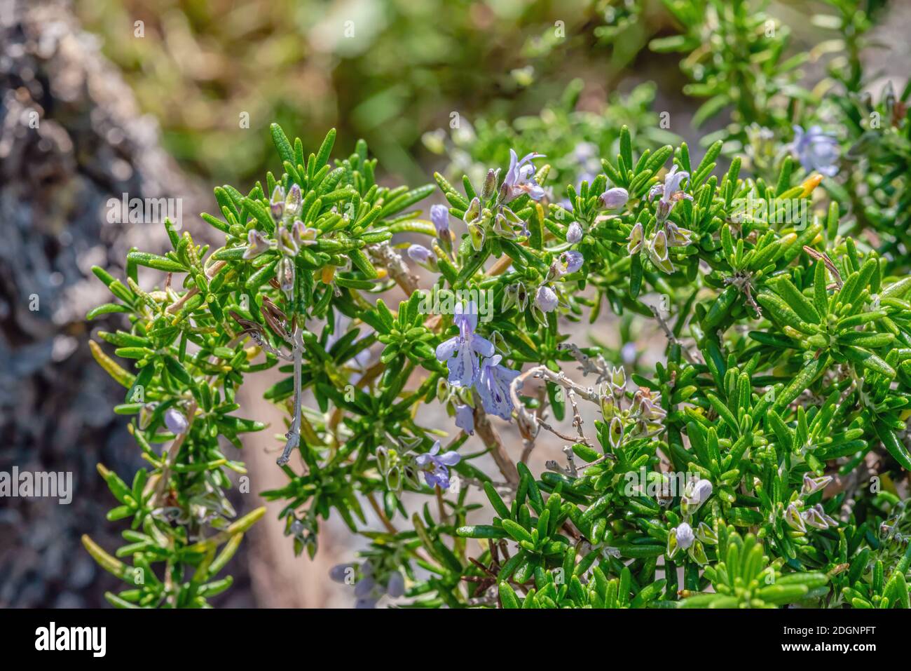 Capri Rosemary, Rosmarinus Officinalis 'Prostratus' planta con flor closeup Foto de stock