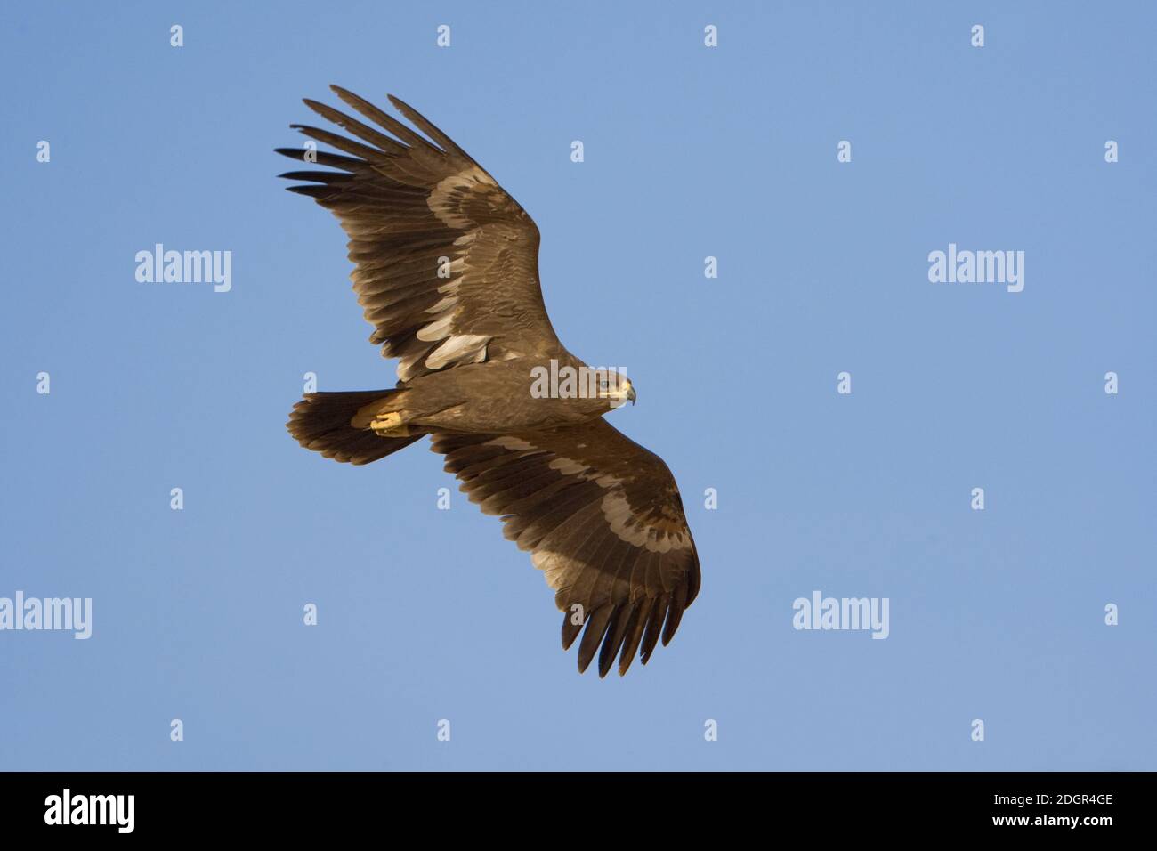 Águila estepa en vuelo en Omán. Zona de invernada para la especie. Foto de stock