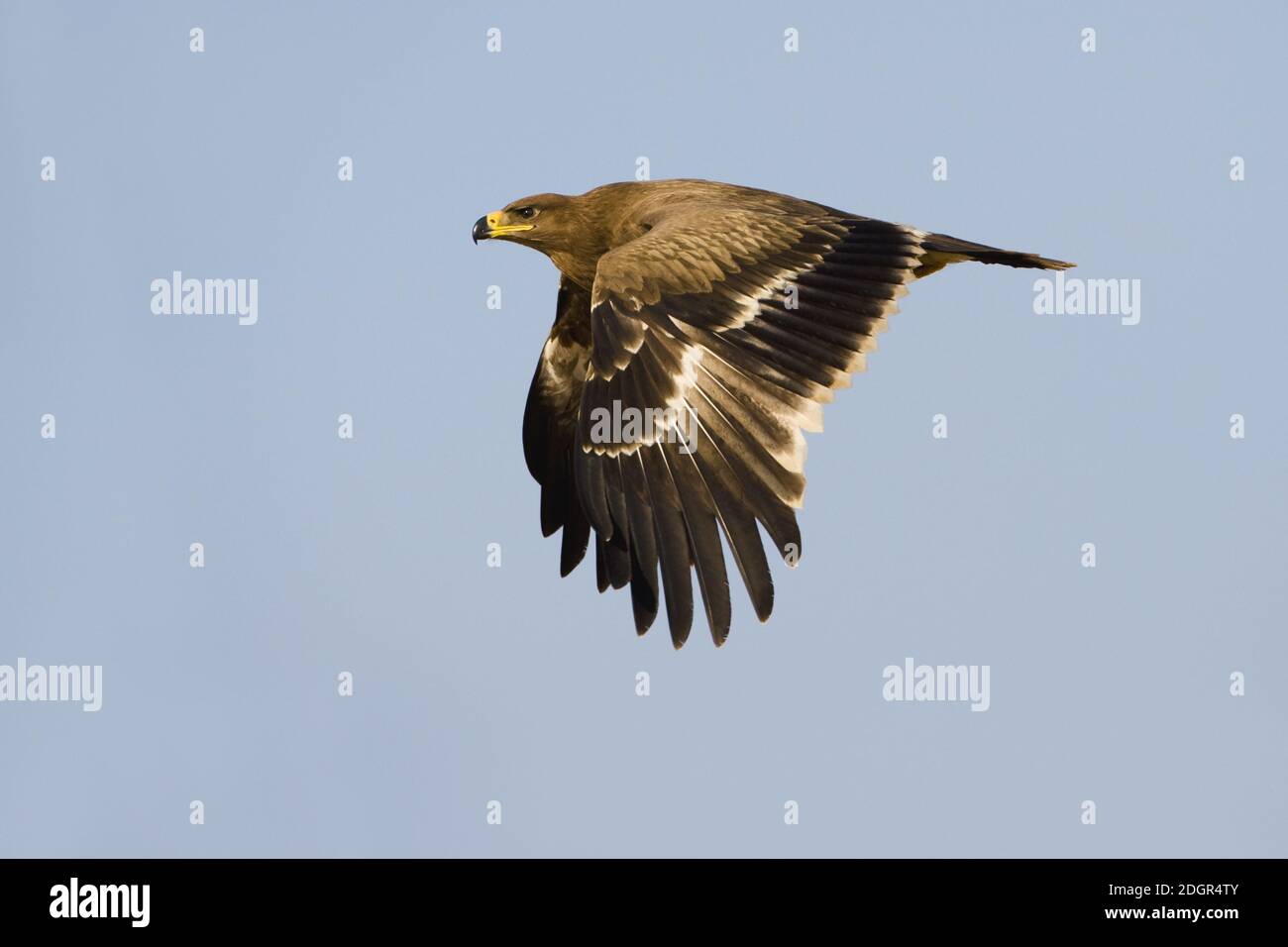 Águila estepa en vuelo en Omán. Zona de invernada para la especie. Foto de stock