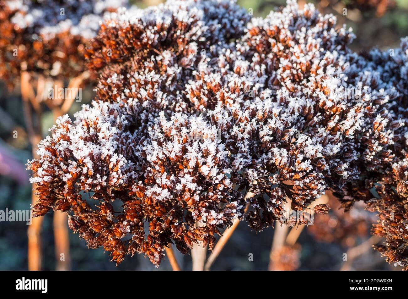 La cabeza de la planta de Sedum spectabile adquiere un aspecto pictórico cuando se desempolva Con nieve y escarcha en un jardín inglés Foto de stock