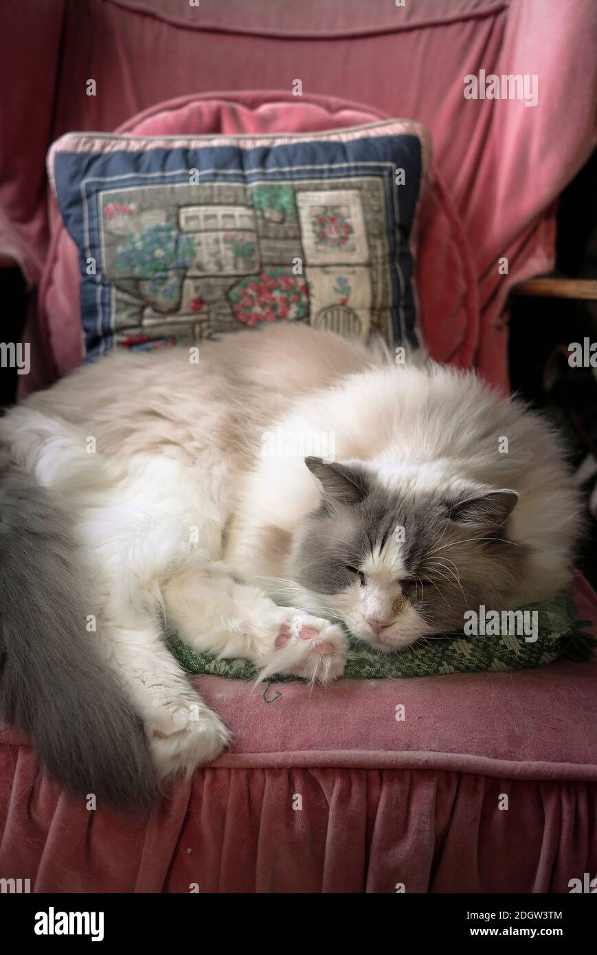 Un hombre adulto dormido Ragdoll gato en un color rojo ciruela Sillón en una casa inglesa Foto de stock