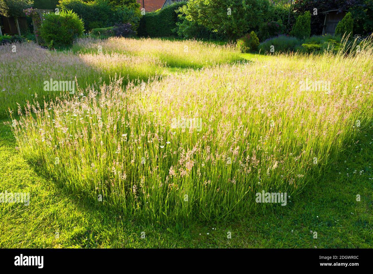 El efecto ornamental de las hierbas floridas del césped permitió permanecer sin cortar durante el verano; proporcionando un hábitat y tierra de alimentación para la fauna silvestre Foto de stock