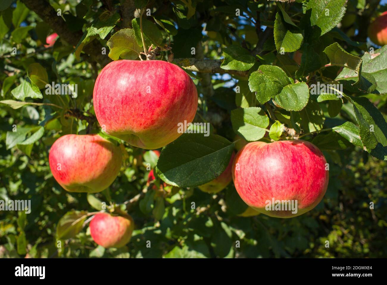 Manzanas maduras de color rojo rosado en una maravilla de la puerta del Howgate de Malus domestica Árbol en un jardín inglés en octubre Foto de stock