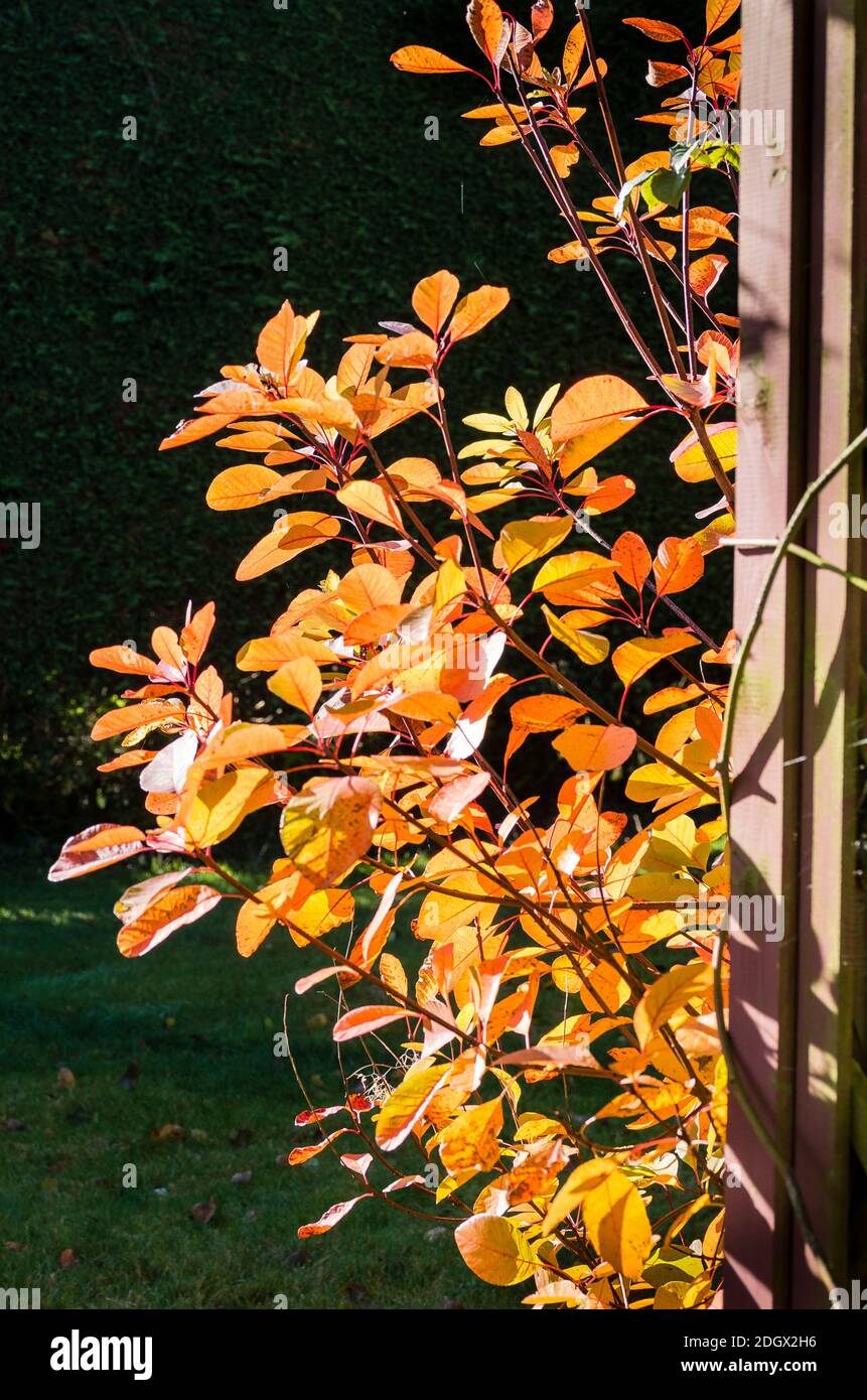Hojas de otoño gloriosas en Cotinus coggygria 'Flame' en un inglés jardín en noviembre Foto de stock