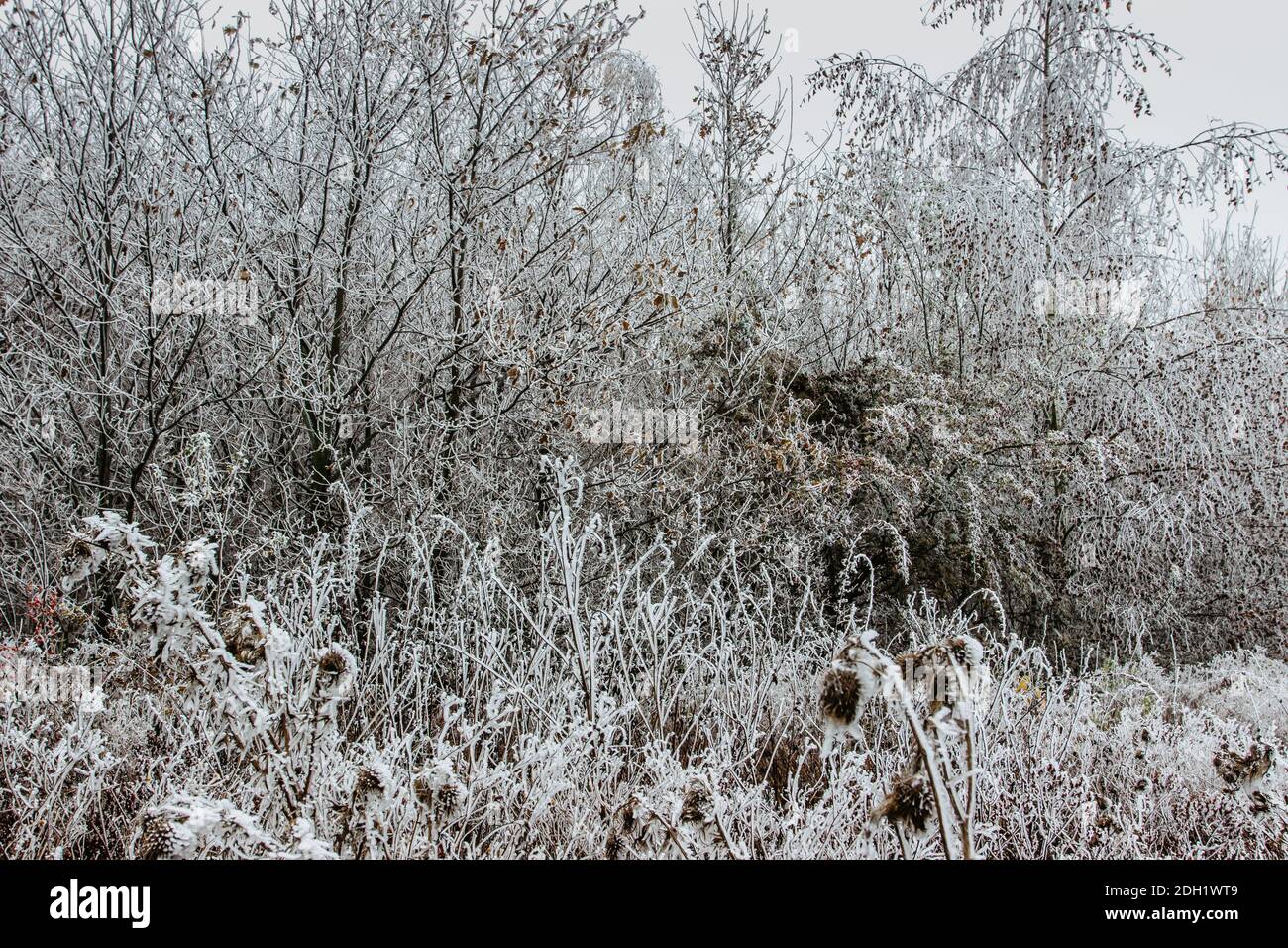 Primera nieve fresca en diciembre. Hermosos árboles nevados. Frío día de invierno en el campo. Camino del bosque con árboles congelados. Navidad vacaciones escenografía.Blanco ic Foto de stock