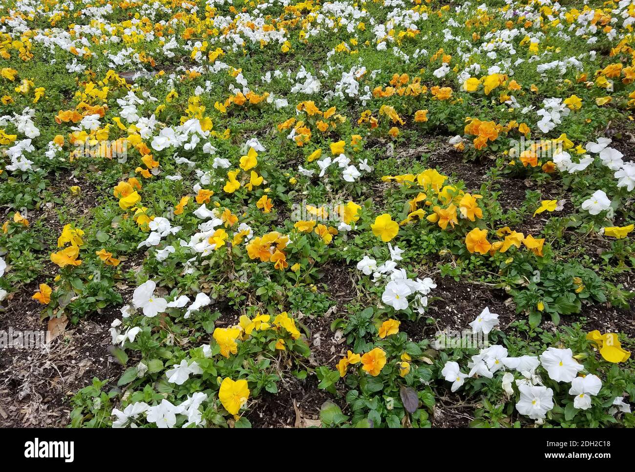 Paisaje con flores de petunia amarillo y blanco floreciendo. Foto de stock