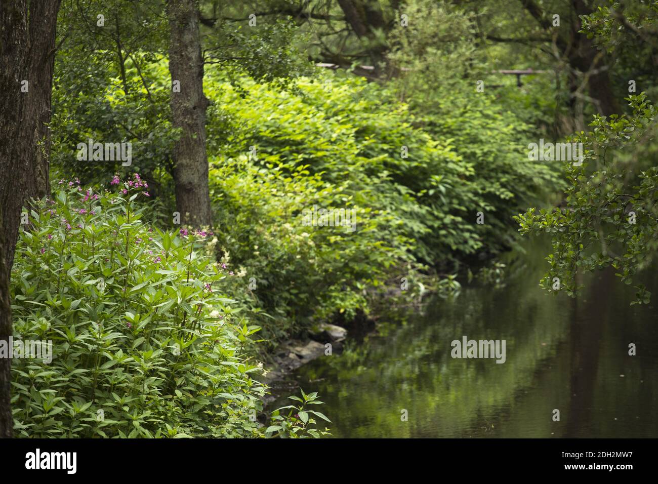 Balsam glandular Foto de stock