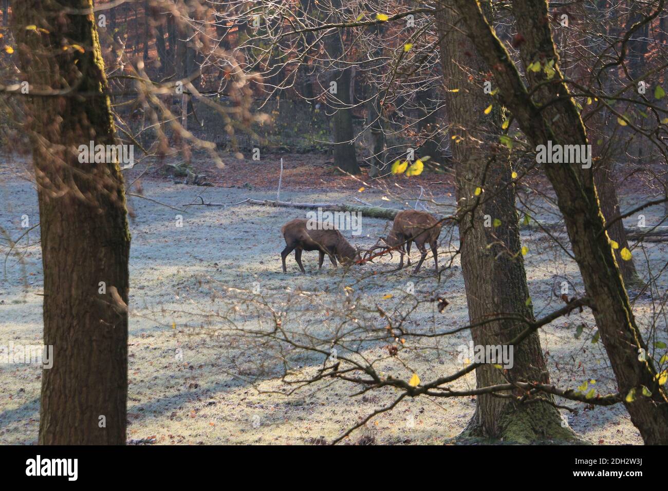 REHE und Hirsche auf einer Lichtung in einem Wald bei Arnsberg im Sauerland Foto de stock