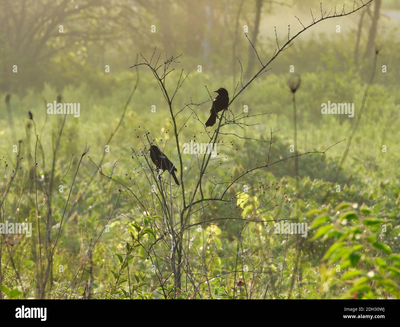 Dos Blackbirds de alas rojas en la mañana Fog encaramado en tallos de rama En Prairie Meadow en Dawn Sunrise Misty Foto de stock