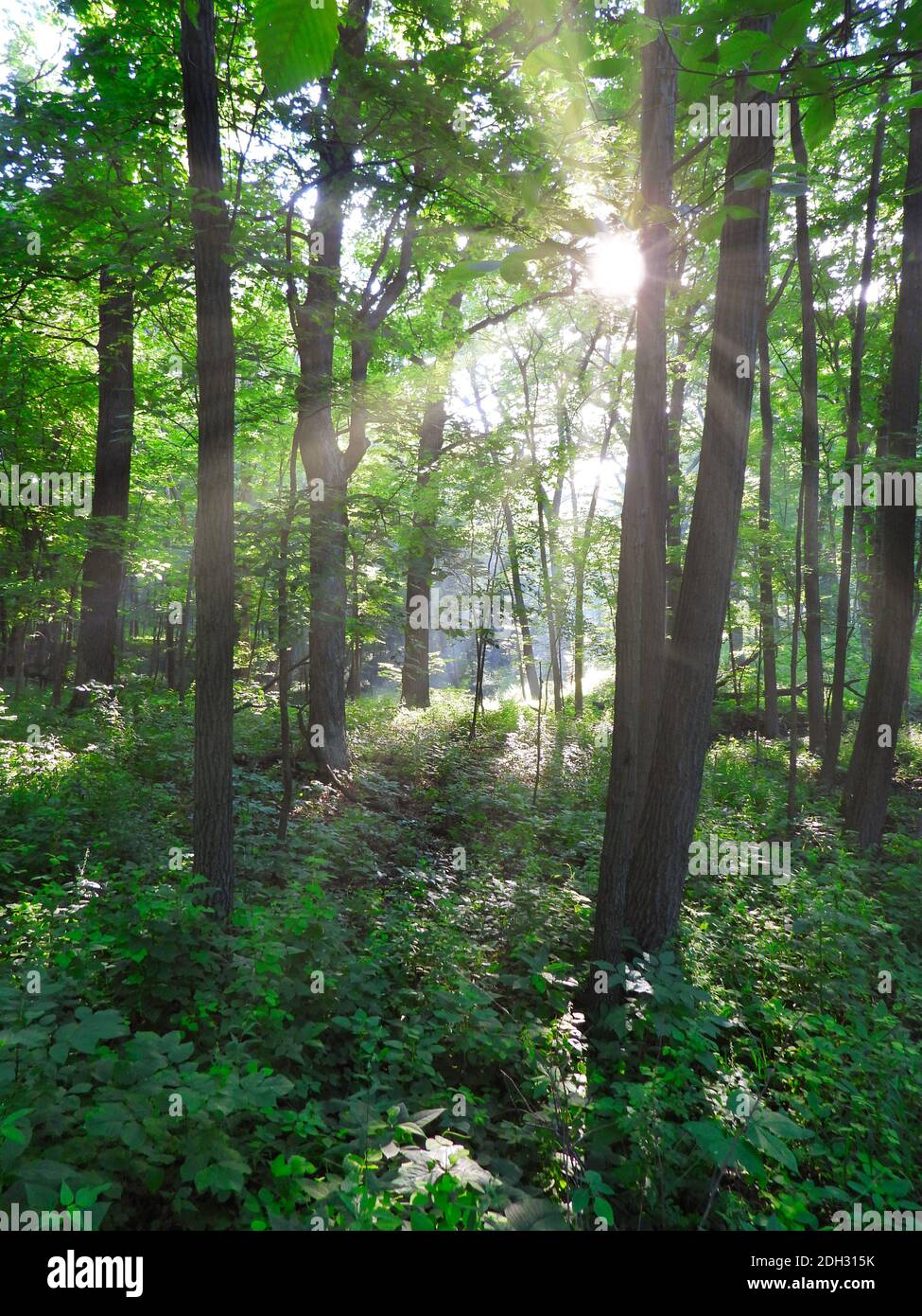 Bosque boscoso paisaje Vistas amanecer mañana con rayos de sol brillante A través de los árboles que muestran el crecimiento verde vibrante del bosque de verano calma y.. Escena tranquila Foto de stock