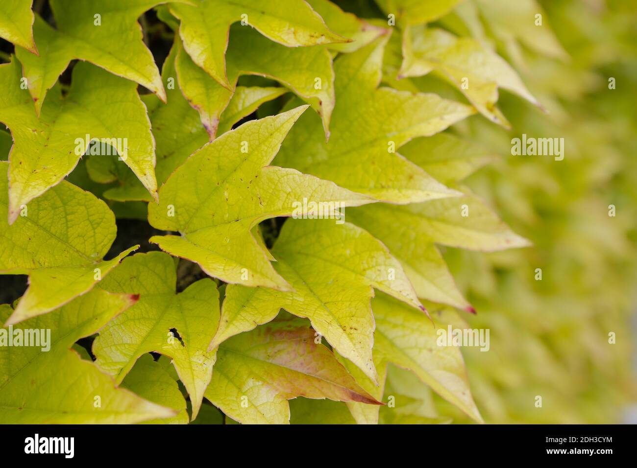 Vino salvaje, Parthenocissus tricuspidata Foto de stock