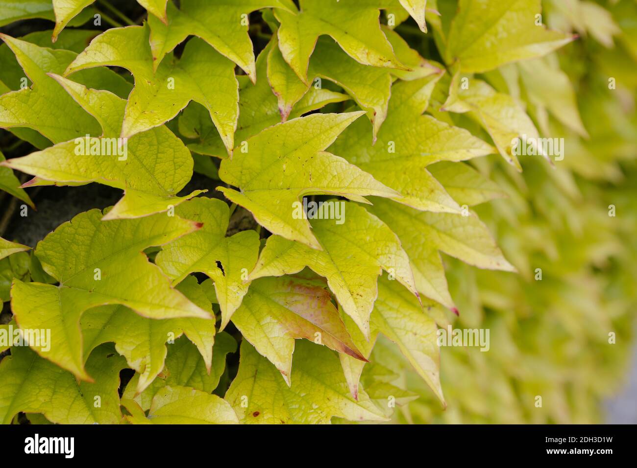 Vino salvaje, Parthenocissus tricuspidata, Foto de stock
