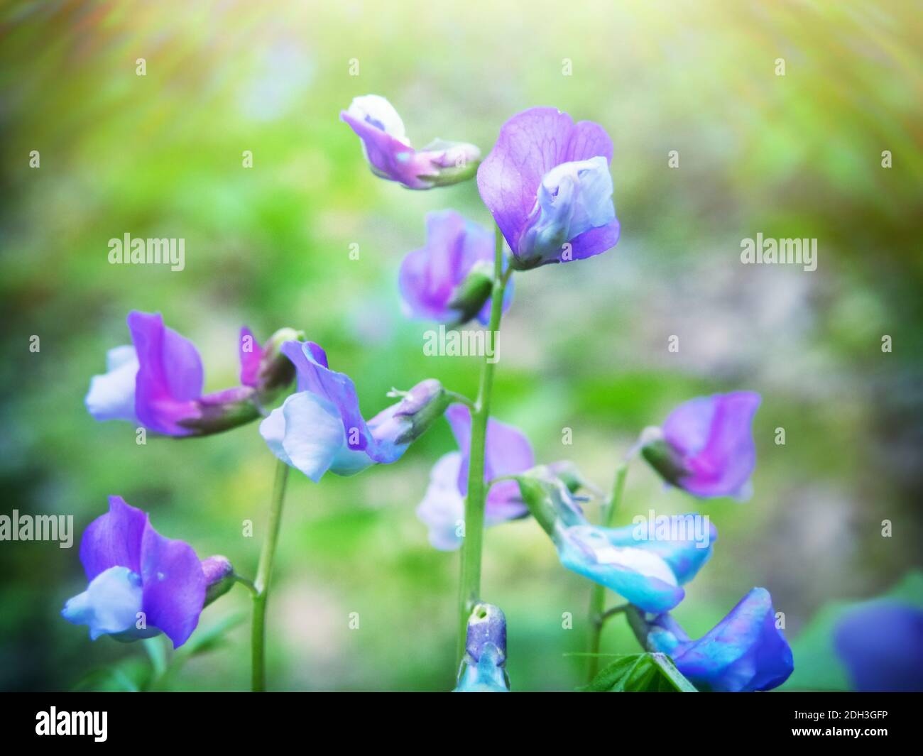 Flores Lathyrus vernus Foto de stock