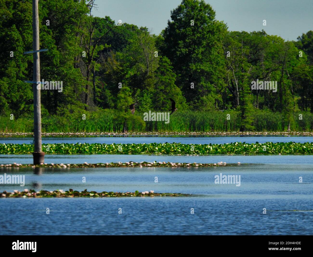 Par de Ospreys volando a lo largo de la línea del árbol sobre el lago con Lily Pads Spalán de aves de presa Foto de stock
