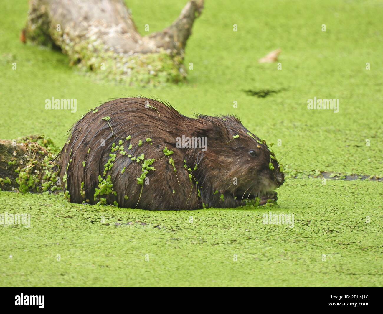 Muskrat en un estanque: Un muskrat se sienta en un estanque que está cubierto de la flor de la maleza del duckweed que es verde brillante y cubre la superficie entera del agua y pegado a. Foto de stock