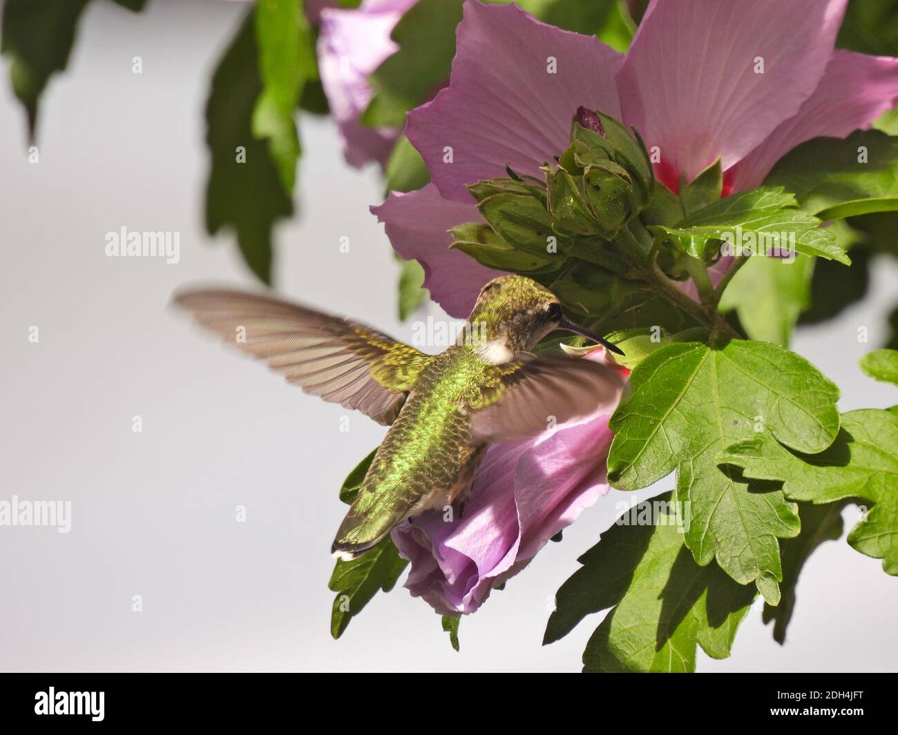 Hummingbird de garganta rubí en vuelo Nectar recogida de Rose of Sharon Flor Bloom Foto de stock
