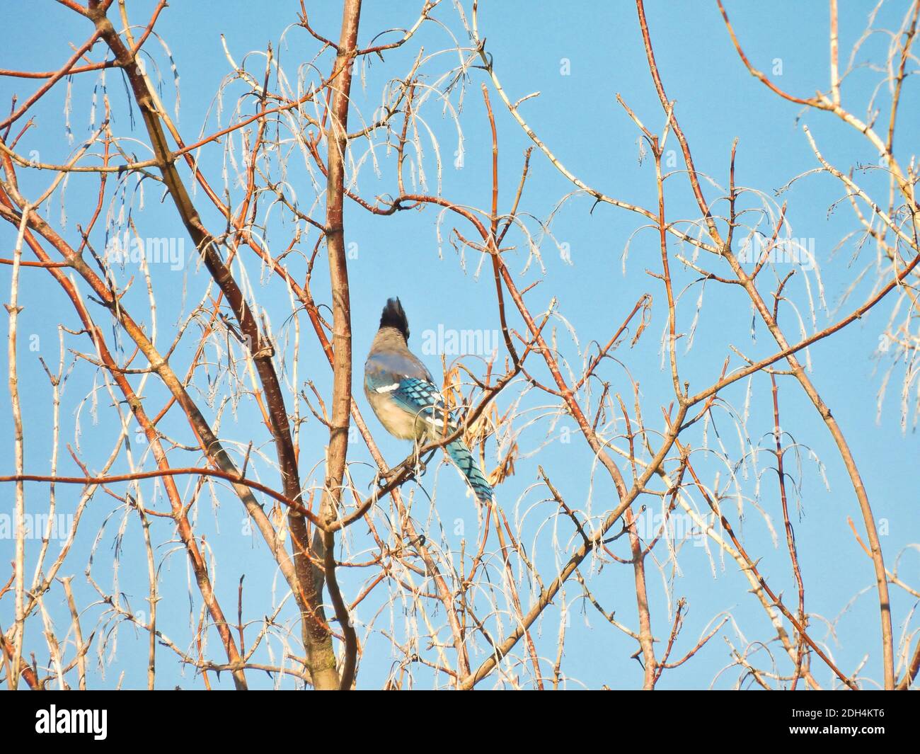 Bluejay Bird se enfrenta a la manera opuesta Alerta con cabeza pluma Crest Arriba mostrando plumas azules oscuras y alas azules brillantes sentados En un árbol de cerezas - una serie Foto de stock