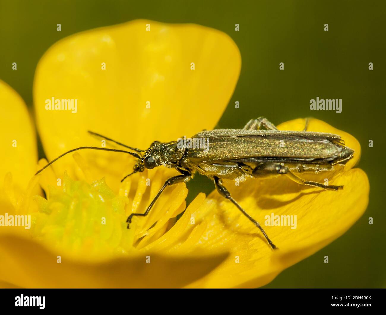 Falsos escarabajos blíster 'Oedemera virescens' Foto de stock